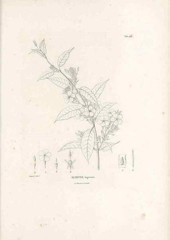 Reproducción/Reproduction 49521554256: Nova genera et species plantarum :. Antverpiae :Ex officina Christophori Plantini ...,1576.. 