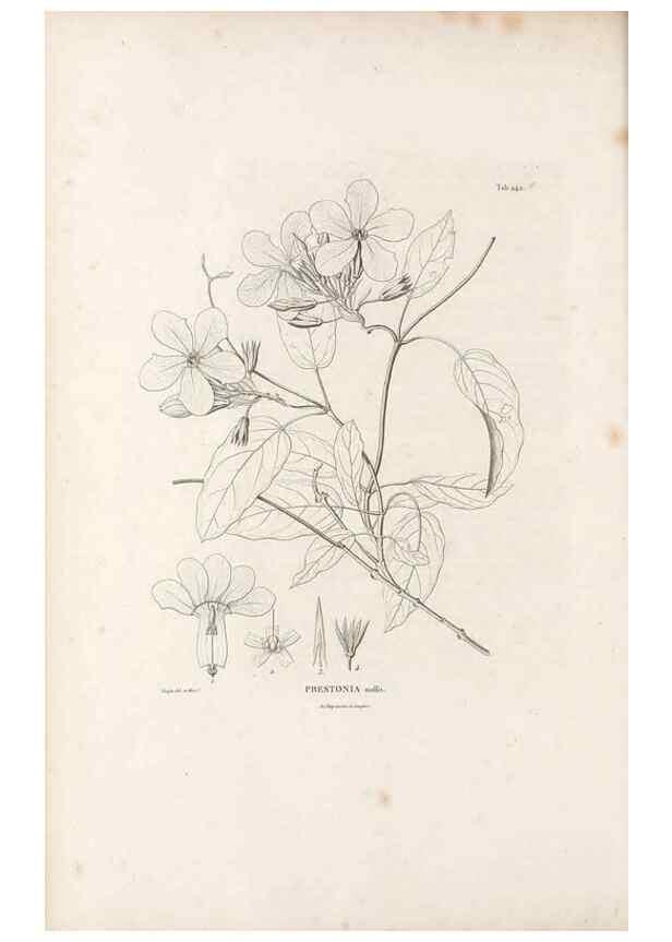 Reproducción/Reproduction 49521765007: Nova genera et species plantarum :. Antverpiae :Ex officina Christophori Plantini ...,1576.. 