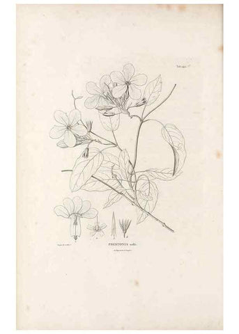 Reproducción/Reproduction 49521765007: Nova genera et species plantarum :. Antverpiae :Ex officina Christophori Plantini ...,1576.. 