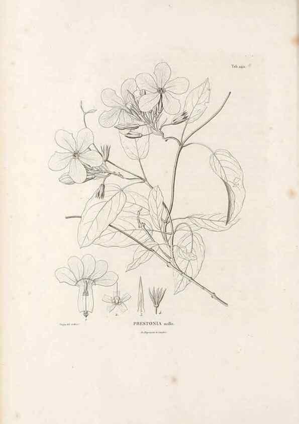 Reproducción/Reproduction 49521765007: Nova genera et species plantarum :. Antverpiae :Ex officina Christophori Plantini ...,1576.. 