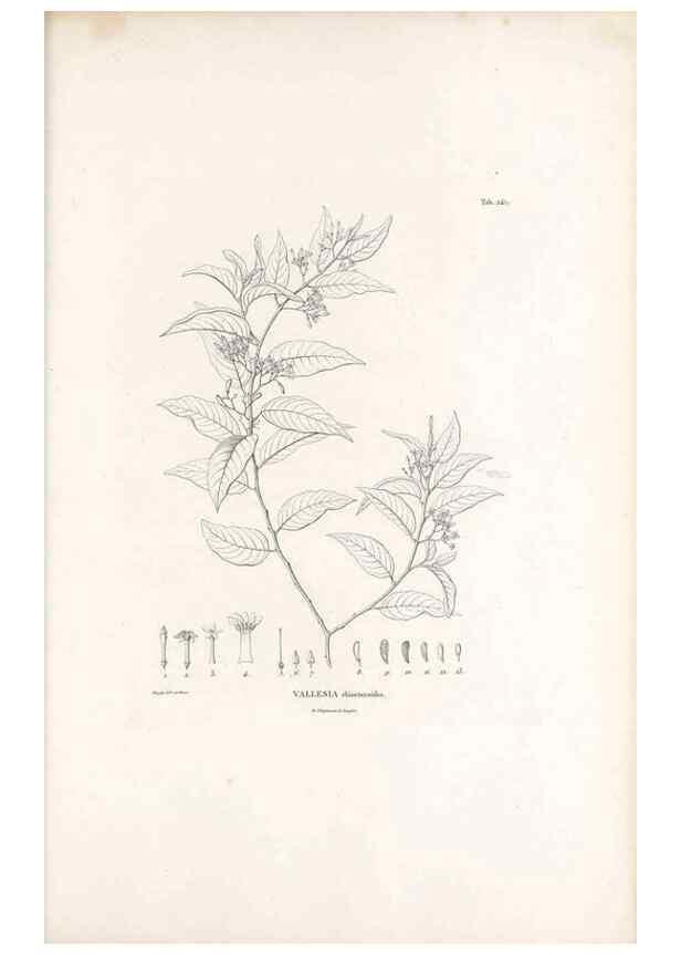 Reproducción/Reproduction 49521554916: Nova genera et species plantarum :. Antverpiae :Ex officina Christophori Plantini ...,1576.. 