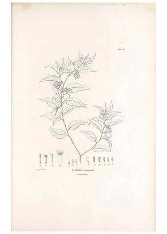 Reproducción/Reproduction 49521554916: Nova genera et species plantarum :. Antverpiae :Ex officina Christophori Plantini ...,1576.. 