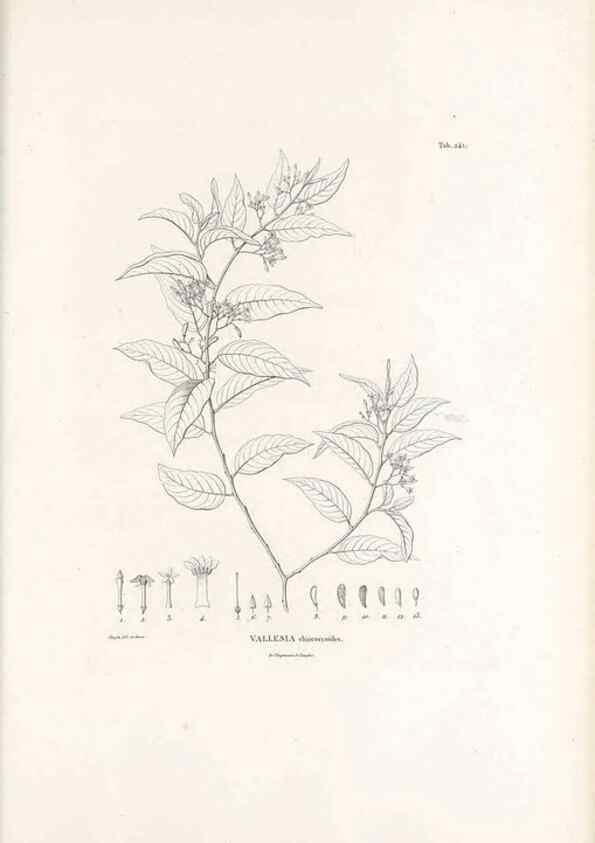 Reproducción/Reproduction 49521554916: Nova genera et species plantarum :. Antverpiae :Ex officina Christophori Plantini ...,1576.. 