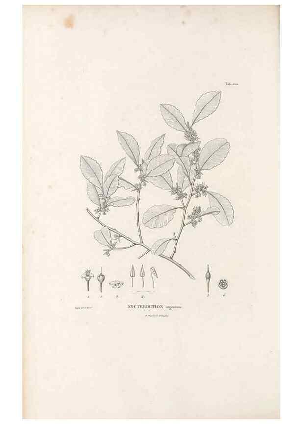 Reproducción/Reproduction 49521765562: Nova genera et species plantarum :. Antverpiae :Ex officina Christophori Plantini ...,1576.. 
