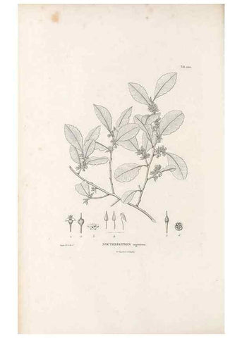 Reproducción/Reproduction 49521765562: Nova genera et species plantarum :. Antverpiae :Ex officina Christophori Plantini ...,1576.. 