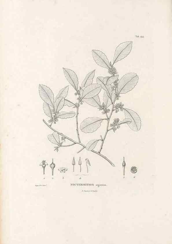 Reproducción/Reproduction 49521765562: Nova genera et species plantarum :. Antverpiae :Ex officina Christophori Plantini ...,1576.. 