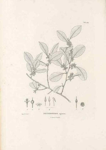 Reproducción/Reproduction 49521765562: Nova genera et species plantarum :. Antverpiae :Ex officina Christophori Plantini ...,1576.. 