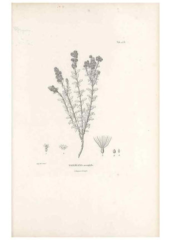 Reproducción/Reproduction 49521039128: Nova genera et species plantarum :. Antverpiae :Ex officina Christophori Plantini ...,1576.. 