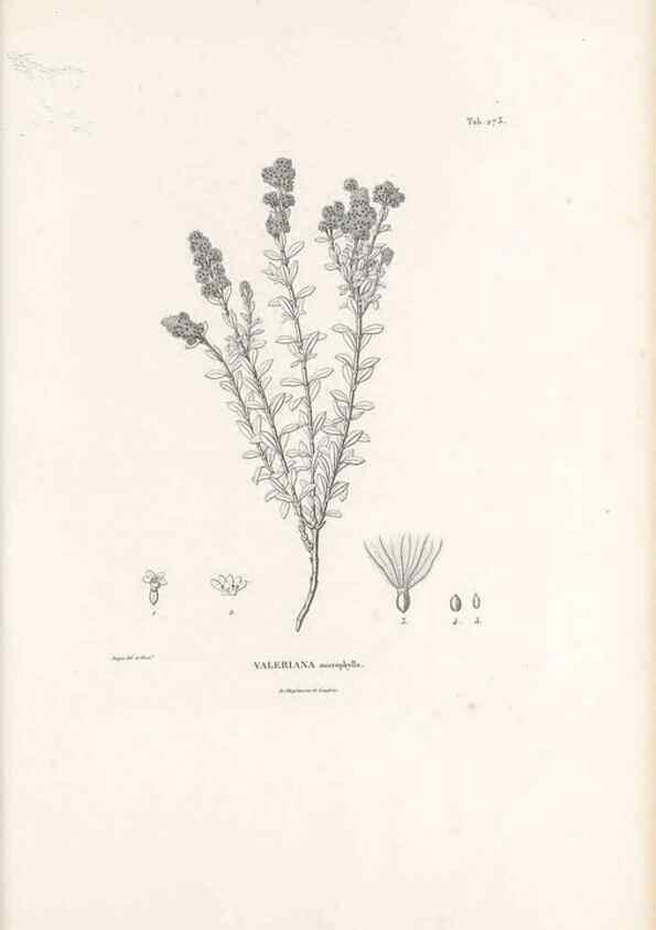 Reproducción/Reproduction 49521039128: Nova genera et species plantarum :. Antverpiae :Ex officina Christophori Plantini ...,1576.. 