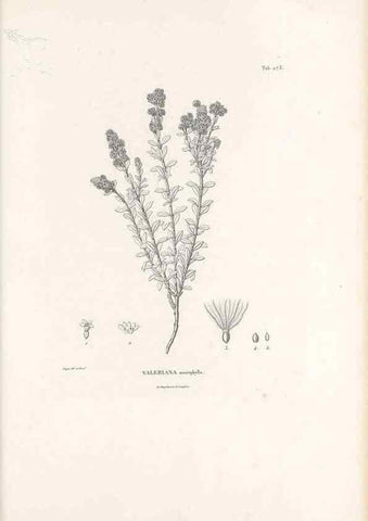 Reproducción/Reproduction 49521039128: Nova genera et species plantarum :. Antverpiae :Ex officina Christophori Plantini ...,1576.. 