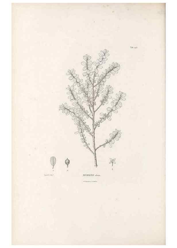 Reproducción/Reproduction 49521555426: Nova genera et species plantarum :. Antverpiae :Ex officina Christophori Plantini ...,1576.. 