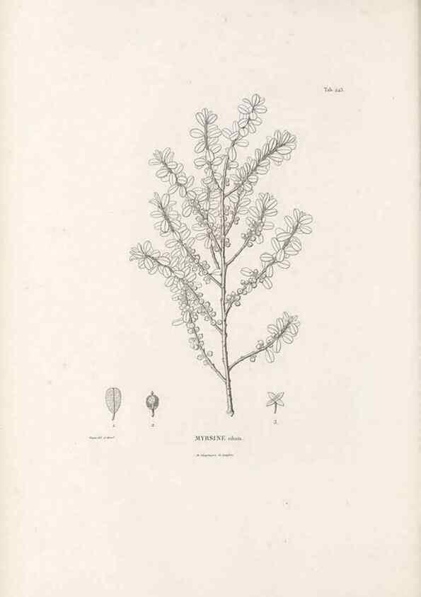 Reproducción/Reproduction 49521555426: Nova genera et species plantarum :. Antverpiae :Ex officina Christophori Plantini ...,1576.. 