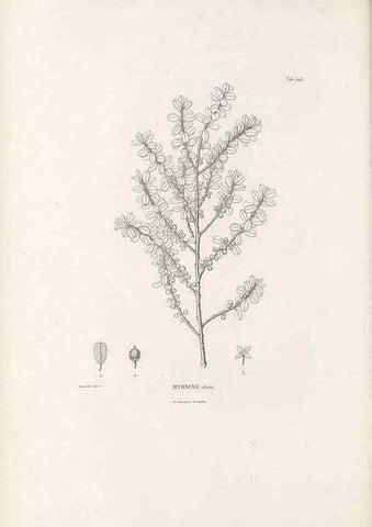 Reproducción/Reproduction 49521555426: Nova genera et species plantarum :. Antverpiae :Ex officina Christophori Plantini ...,1576.. 