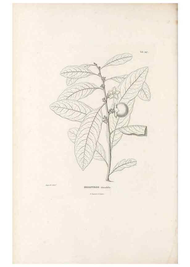 Reproducción/Reproduction 49521031258: Nova genera et species plantarum :. Antverpiae :Ex officina Christophori Plantini ...,1576.. 