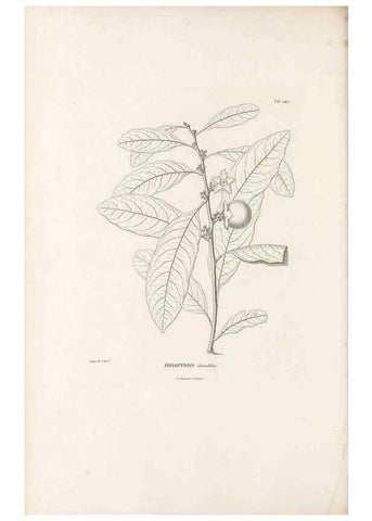 Reproducción/Reproduction 49521031258: Nova genera et species plantarum :. Antverpiae :Ex officina Christophori Plantini ...,1576.. 