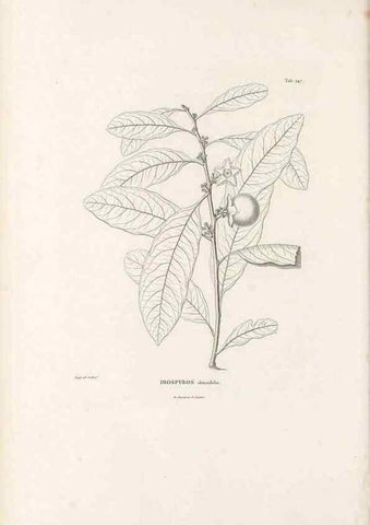 Reproducción/Reproduction 49521031258: Nova genera et species plantarum :. Antverpiae :Ex officina Christophori Plantini ...,1576.. 