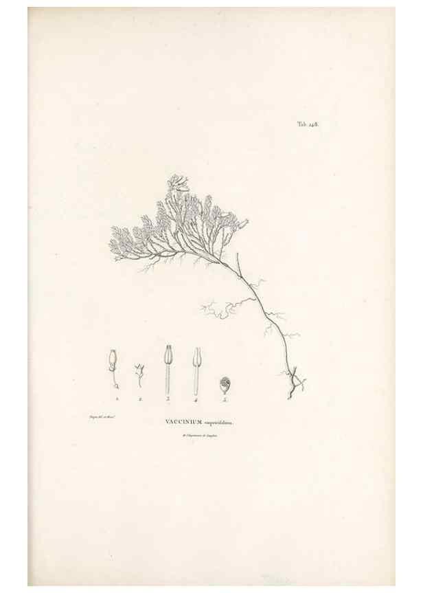 Reproducción/Reproduction 49521766812: Nova genera et species plantarum :. Antverpiae :Ex officina Christophori Plantini ...,1576.. 