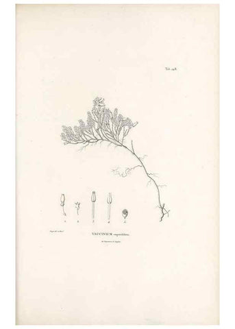 Reproducción/Reproduction 49521766812: Nova genera et species plantarum :. Antverpiae :Ex officina Christophori Plantini ...,1576.. 