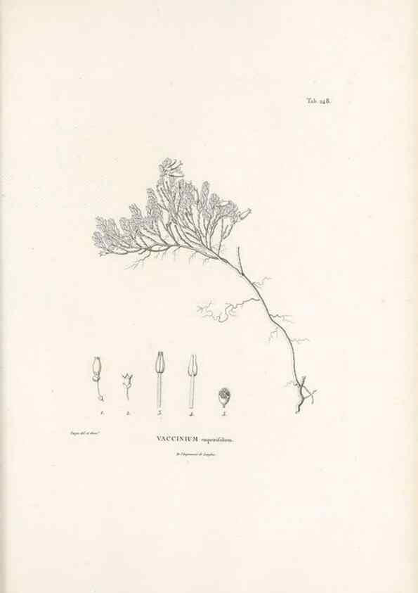 Reproducción/Reproduction 49521766812: Nova genera et species plantarum :. Antverpiae :Ex officina Christophori Plantini ...,1576.. 