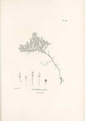 Reproducción/Reproduction 49521766812: Nova genera et species plantarum :. Antverpiae :Ex officina Christophori Plantini ...,1576.. 