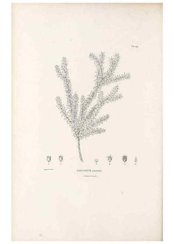 Reproducción/Reproduction 49521032018: Nova genera et species plantarum :. Antverpiae :Ex officina Christophori Plantini ...,1576.. 