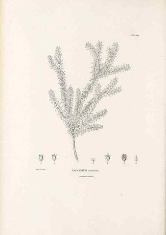 Reproducción/Reproduction 49521032018: Nova genera et species plantarum :. Antverpiae :Ex officina Christophori Plantini ...,1576.. 