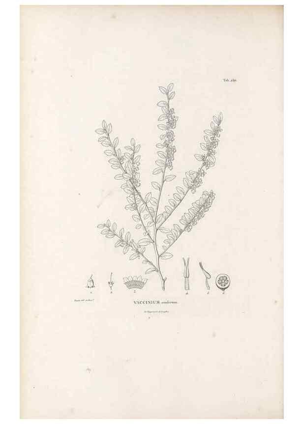 Reproducción/Reproduction 49521767667: Nova genera et species plantarum :. Antverpiae :Ex officina Christophori Plantini ...,1576.. 