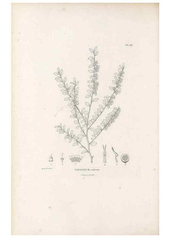 Reproducción/Reproduction 49521767667: Nova genera et species plantarum :. Antverpiae :Ex officina Christophori Plantini ...,1576.. 
