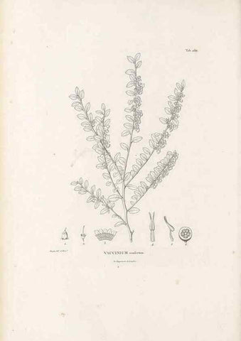 Reproducción/Reproduction 49521767667: Nova genera et species plantarum :. Antverpiae :Ex officina Christophori Plantini ...,1576.. 