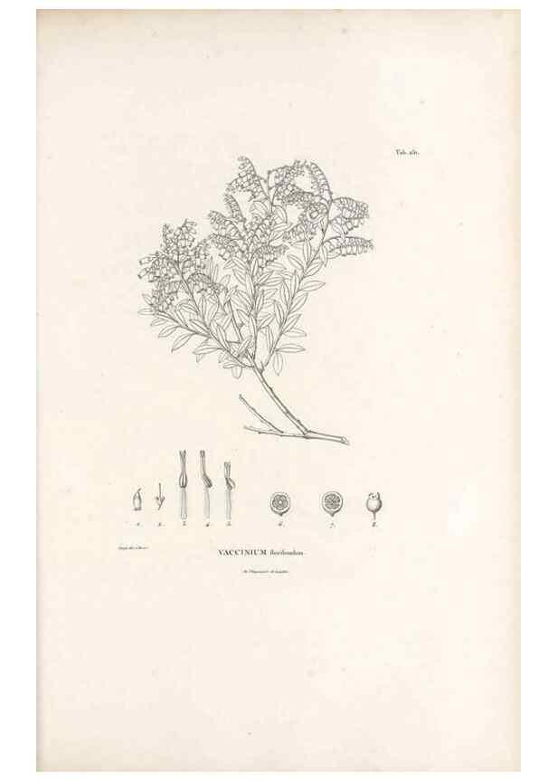 Reproducción/Reproduction 49521557516: Nova genera et species plantarum :. Antverpiae :Ex officina Christophori Plantini ...,1576.. 