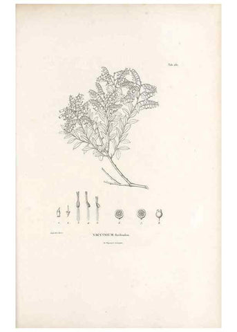 Reproducción/Reproduction 49521557516: Nova genera et species plantarum :. Antverpiae :Ex officina Christophori Plantini ...,1576.. 