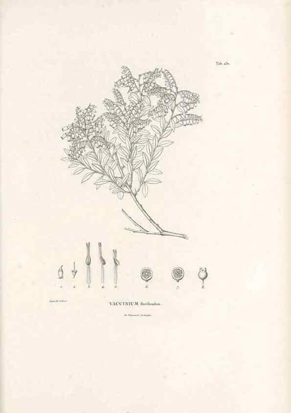 Reproducción/Reproduction 49521557516: Nova genera et species plantarum :. Antverpiae :Ex officina Christophori Plantini ...,1576.. 