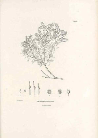 Reproducción/Reproduction 49521557516: Nova genera et species plantarum :. Antverpiae :Ex officina Christophori Plantini ...,1576.. 
