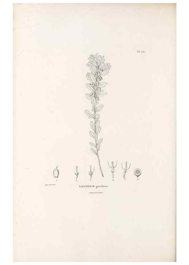 Reproducción/Reproduction 49521768262: Nova genera et species plantarum :. Antverpiae :Ex officina Christophori Plantini ...,1576.. 