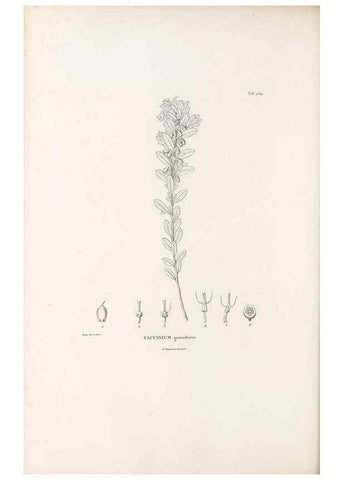 Reproducción/Reproduction 49521768262: Nova genera et species plantarum :. Antverpiae :Ex officina Christophori Plantini ...,1576.. 