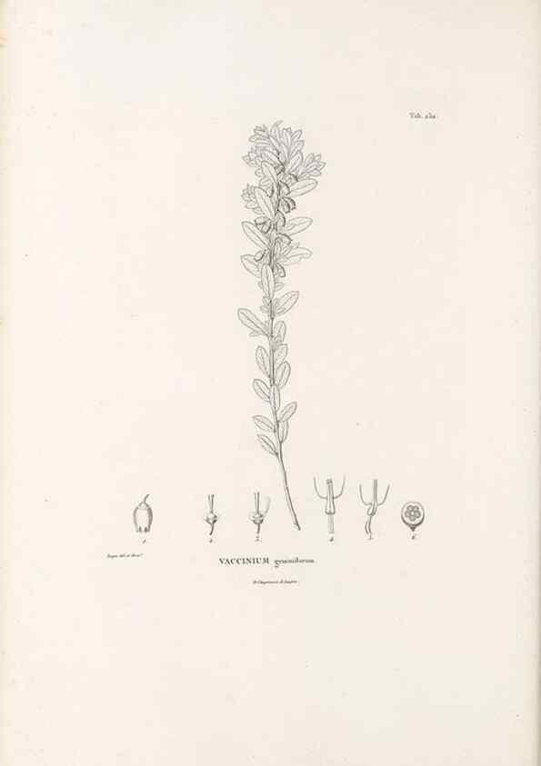Reproducción/Reproduction 49521768262: Nova genera et species plantarum :. Antverpiae :Ex officina Christophori Plantini ...,1576.. 