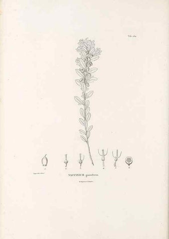 Reproducción/Reproduction 49521768262: Nova genera et species plantarum :. Antverpiae :Ex officina Christophori Plantini ...,1576.. 