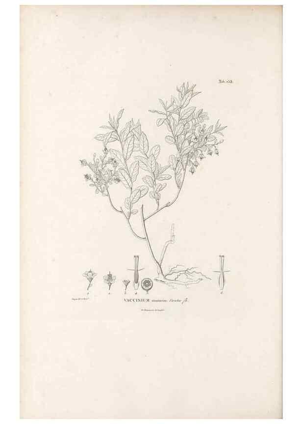 Reproducción/Reproduction 49521557926: Nova genera et species plantarum :. Antverpiae :Ex officina Christophori Plantini ...,1576.. 