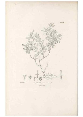Reproducción/Reproduction 49521557926: Nova genera et species plantarum :. Antverpiae :Ex officina Christophori Plantini ...,1576.. 