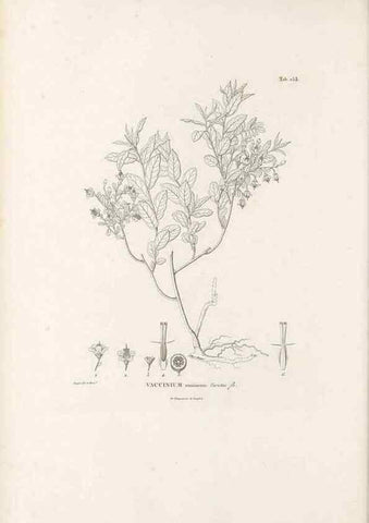 Reproducción/Reproduction 49521557926: Nova genera et species plantarum :. Antverpiae :Ex officina Christophori Plantini ...,1576.. 