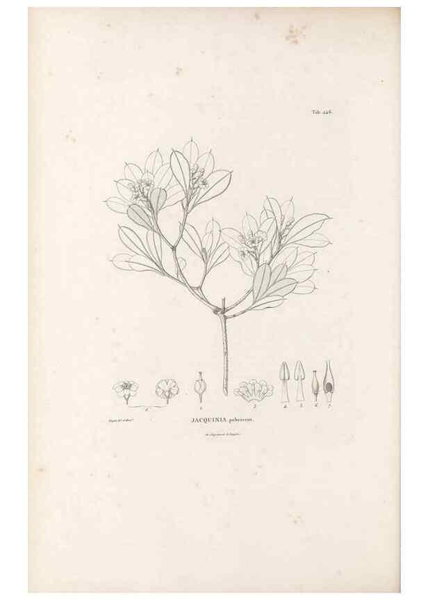 Reproducción/Reproduction 49521766117: Nova genera et species plantarum :. Antverpiae :Ex officina Christophori Plantini ...,1576.. 