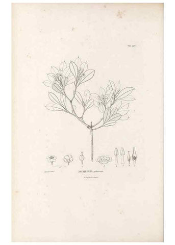Reproducción/Reproduction 49521766117: Nova genera et species plantarum :. Antverpiae :Ex officina Christophori Plantini ...,1576.. 