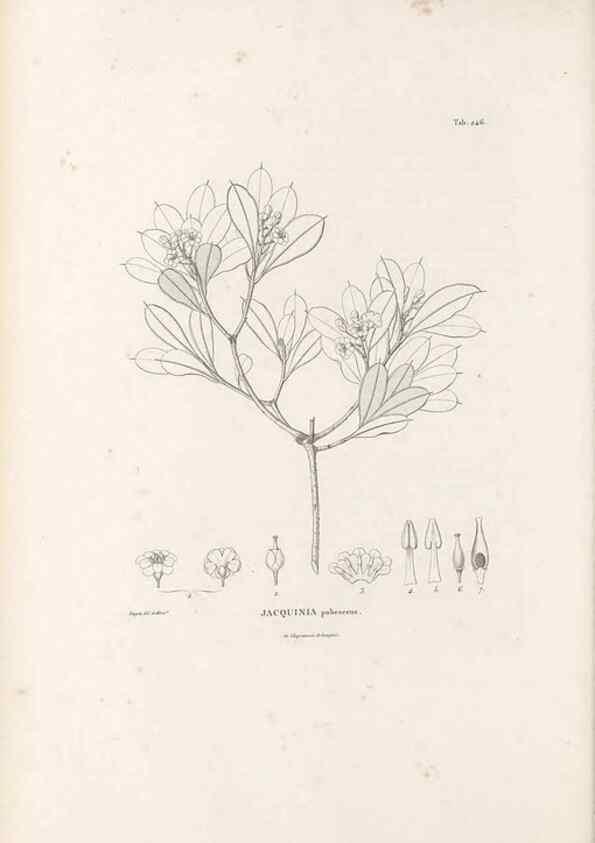 Reproducción/Reproduction 49521766117: Nova genera et species plantarum :. Antverpiae :Ex officina Christophori Plantini ...,1576.. 
