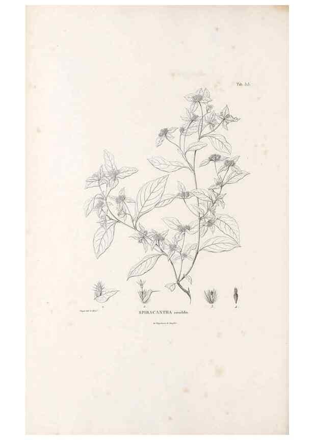 Reproducción/Reproduction 49521085233: Nova genera et species plantarum :. Antverpiae :Ex officina Christophori Plantini ...,1576.. 