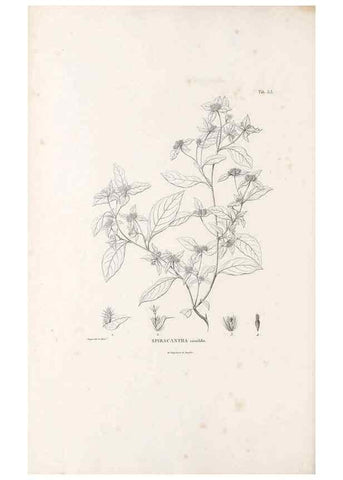 Reproducción/Reproduction 49521085233: Nova genera et species plantarum :. Antverpiae :Ex officina Christophori Plantini ...,1576.. 