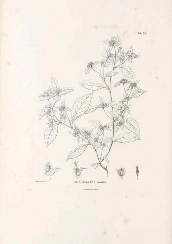 Reproducción/Reproduction 49521085233: Nova genera et species plantarum :. Antverpiae :Ex officina Christophori Plantini ...,1576.. 