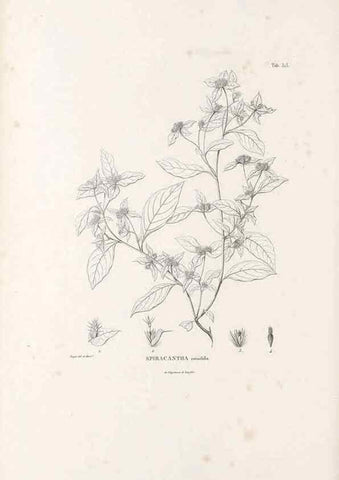 Reproducción/Reproduction 49521085233: Nova genera et species plantarum :. Antverpiae :Ex officina Christophori Plantini ...,1576.. 