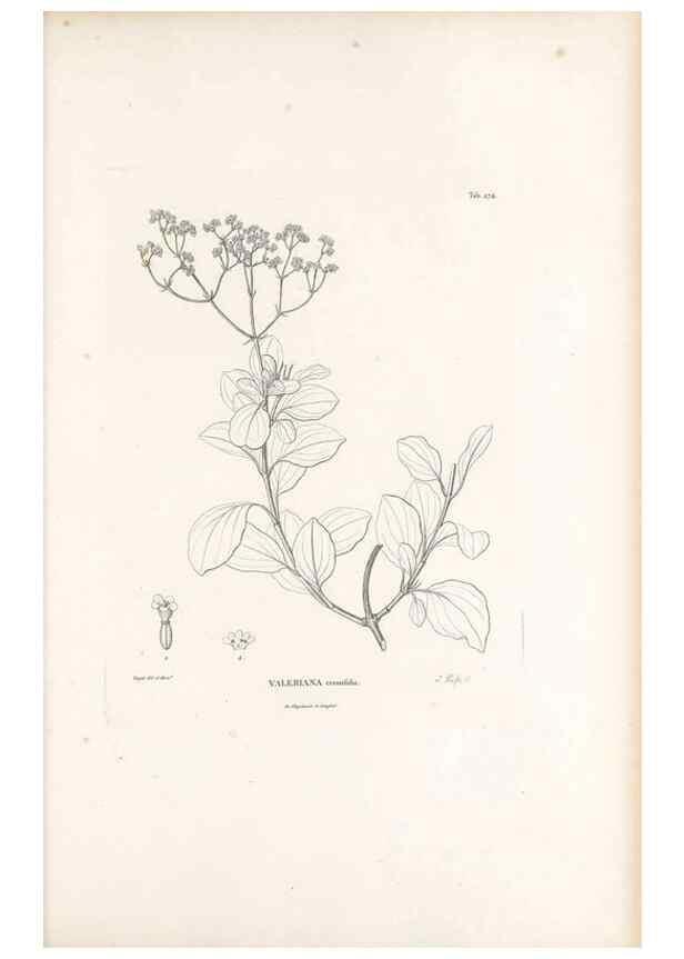 Reproducción/Reproduction 49521039463: Nova genera et species plantarum :. Antverpiae :Ex officina Christophori Plantini ...,1576.. 