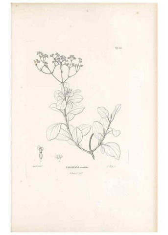 Reproducción/Reproduction 49521039463: Nova genera et species plantarum :. Antverpiae :Ex officina Christophori Plantini ...,1576.. 