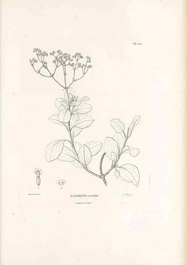 Reproducción/Reproduction 49521039463: Nova genera et species plantarum :. Antverpiae :Ex officina Christophori Plantini ...,1576.. 
